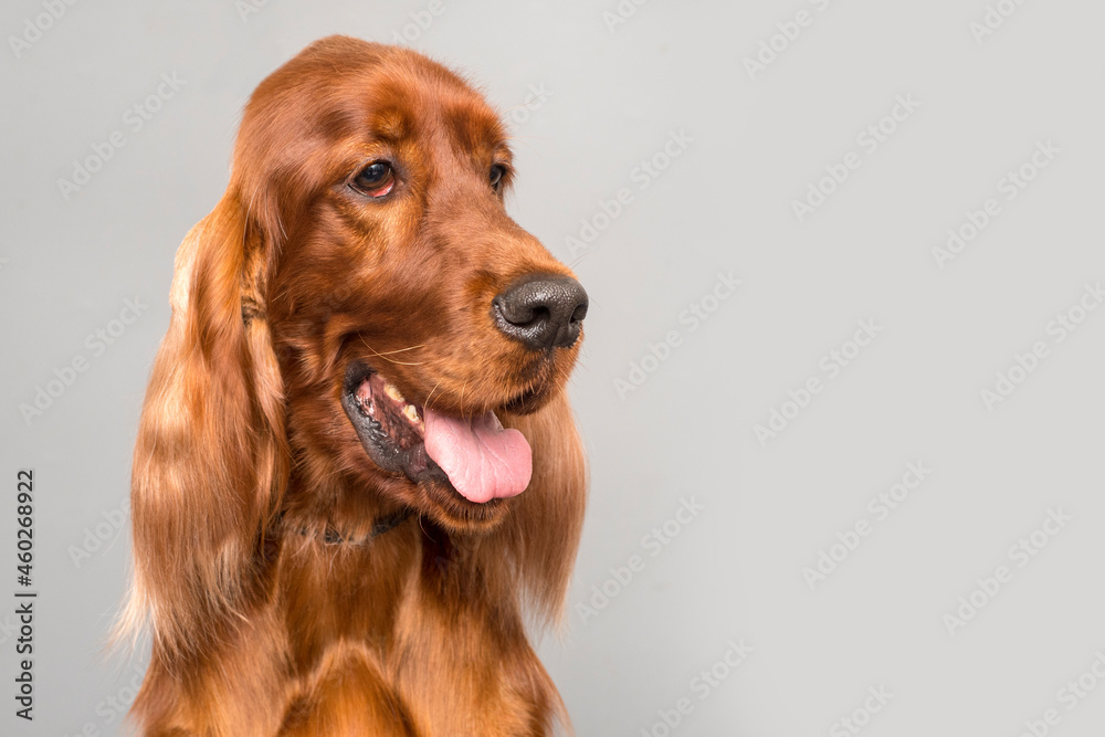 Red Irish Setter