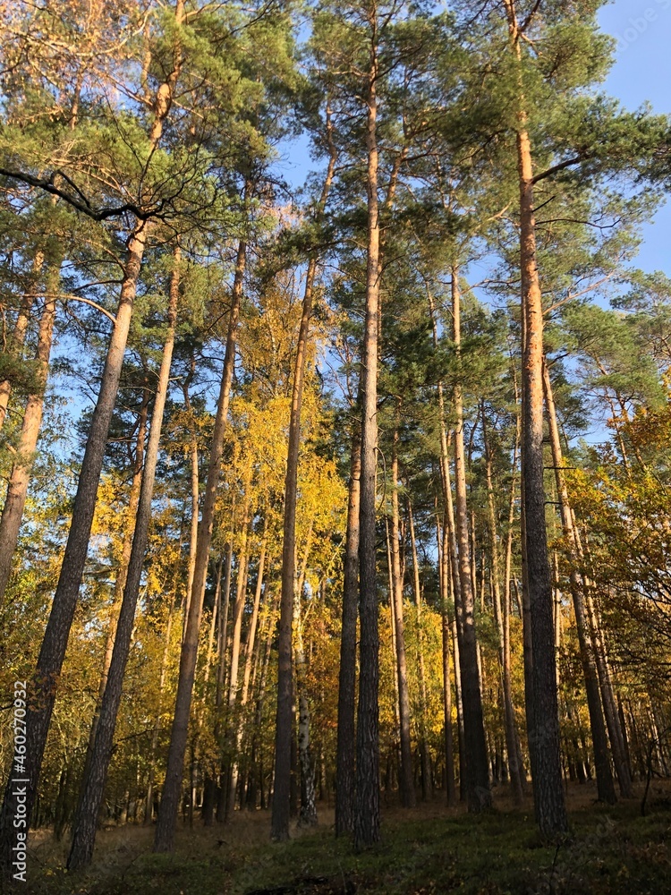 Fototapeta premium Spazieren durch den Wald nahe Rabenstein in Brandenburg