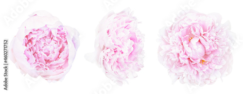 Set of beautiful light pink peony flowers blossom isolated on white background. Shallow depth. Soft pastel toned. Floral springtime. Copy space