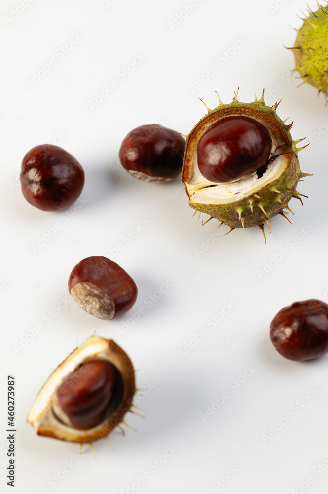 autumn fruits of chestnuts on a white background autumn fruits of chestnuts on a white background