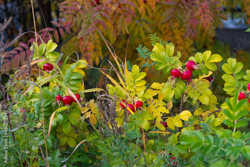 Rose hips and flowers on the bushes.