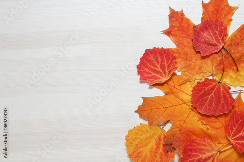 autumn leaves on white wooden background