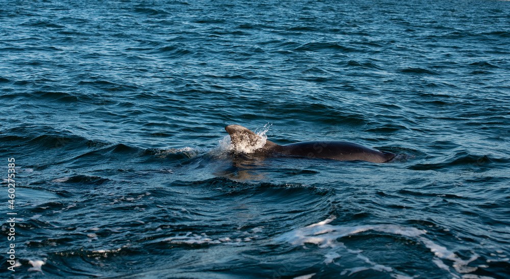 Obraz premium Großer Tümmler, Delfine in freier Wildbahn