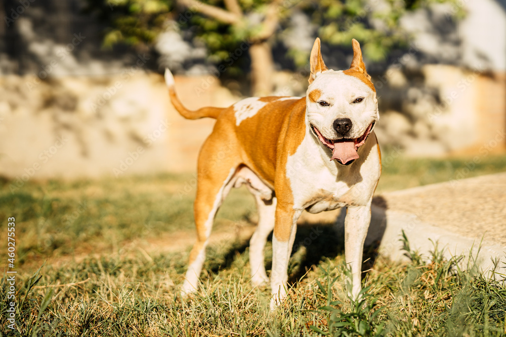 Tired dangerous breed dog with its tongue sticking out standing on a park