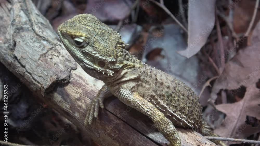 Brown iguana sitting on a tree trunk