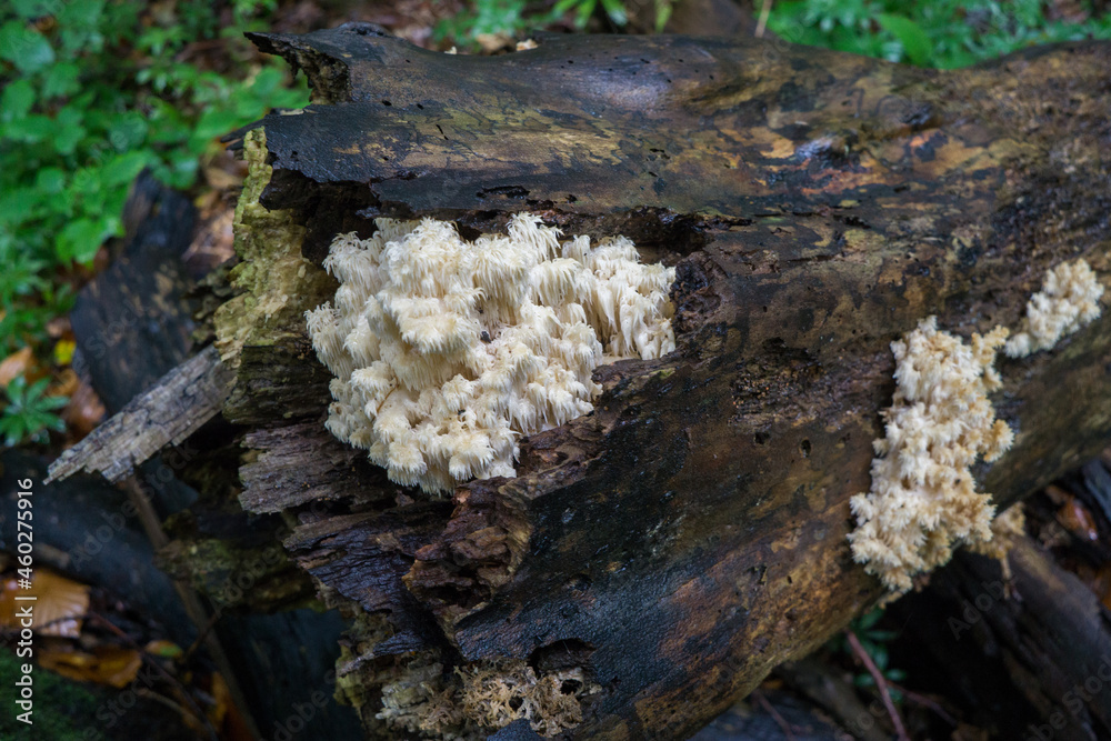 Mushrooms and moss on the trunk of an old dead tree Mushrooms and moss on the trunk of an old dead tree