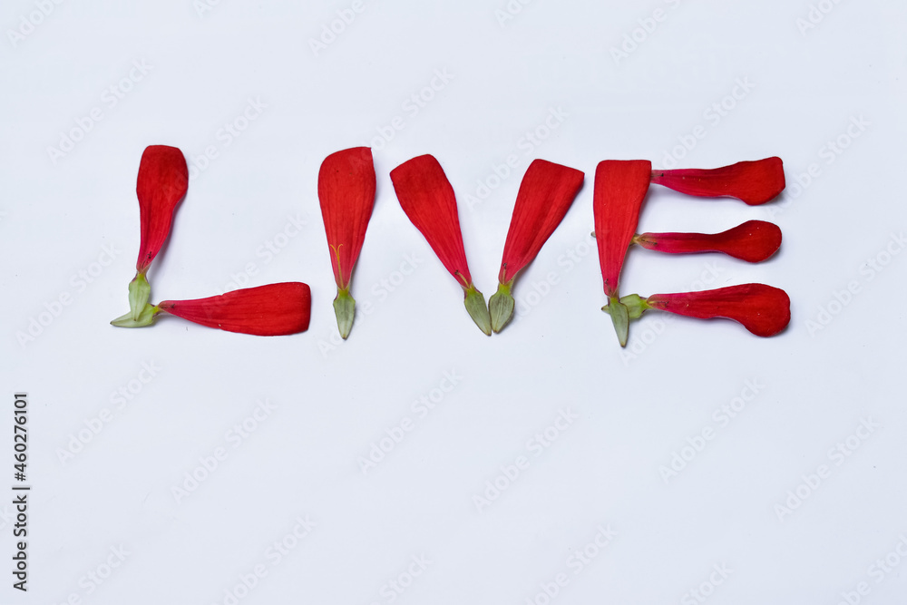 Text format in live made of petals on white paper background. Floral craft, flat lay. Overhead view. 