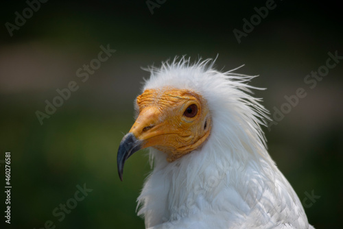 Close-up photo  posing of the head of the Egyptian vulture