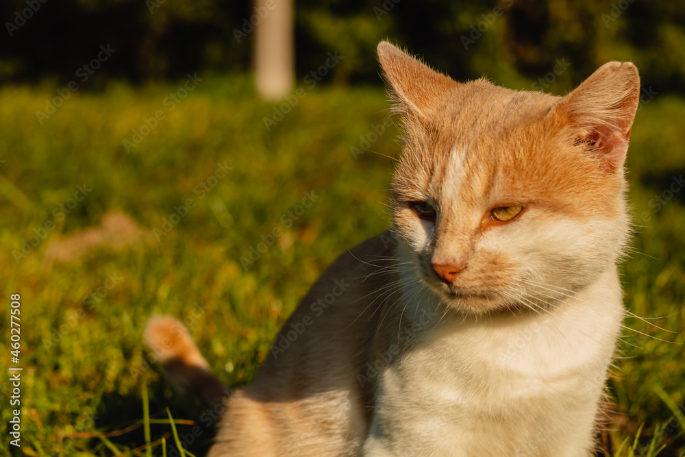 A white-orange cat sits outside on a blurry green background on a sunny day. A white-orange cat sits outside on a blurry green background on a sunny day.