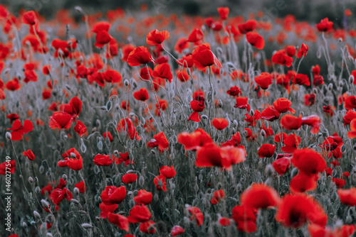 Beautiful red poppies at sunset