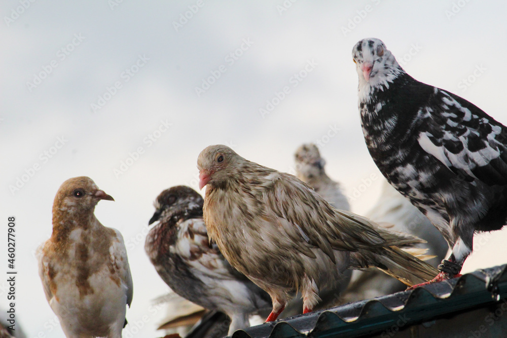 Obraz premium pigeons on the roof