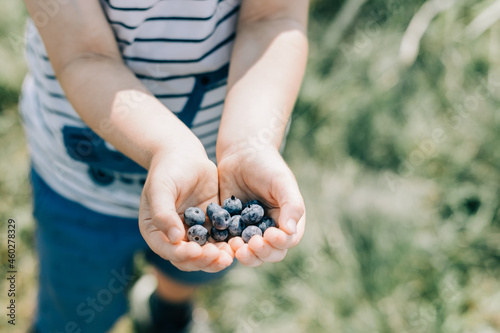 Close up child holds ripe organic blueberries at natural summer background. Organic farm concept