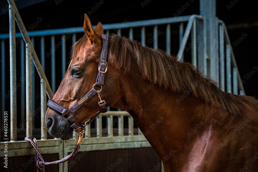 Fototapeta premium portrait of a brown horse