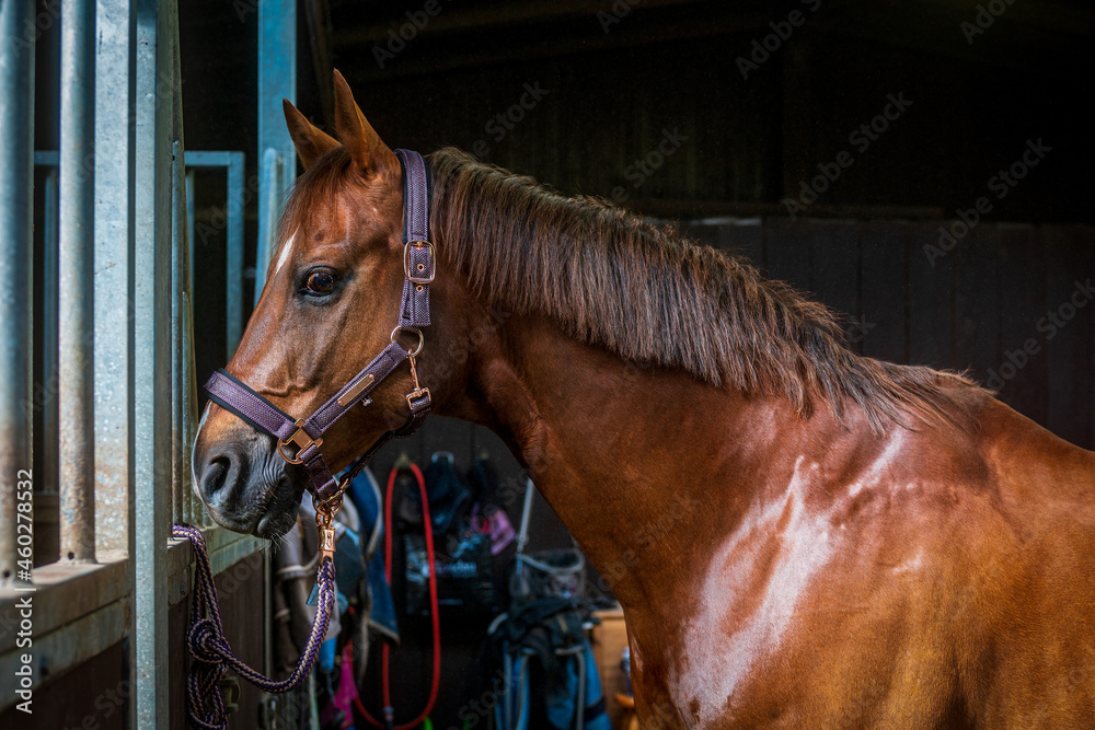 Obraz premium portrait of a brown horse