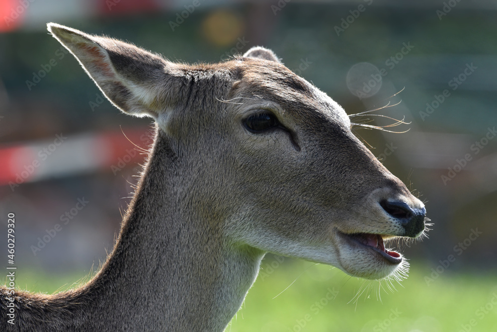 Obraz premium Reh, Damwild