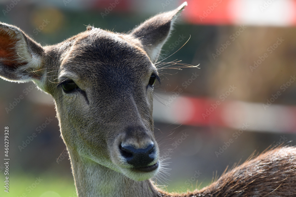 Obraz premium Reh, Damwild