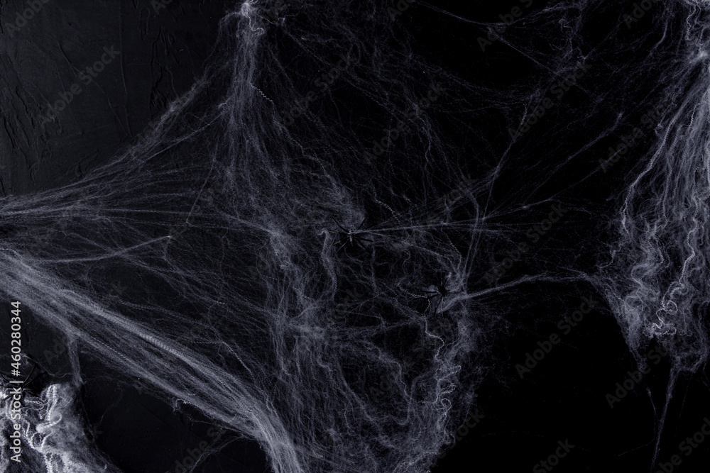 Halloween background with spider web  on the black background. Happy Halloween concept.