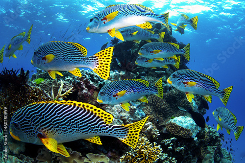 Fototapeta Naklejka Na Ścianę i Meble -  black strips and dots yellowfin Fish swimming around coral reef, photo taken underwater at the Great Barrier Reef, Cairns, Queensland Australia