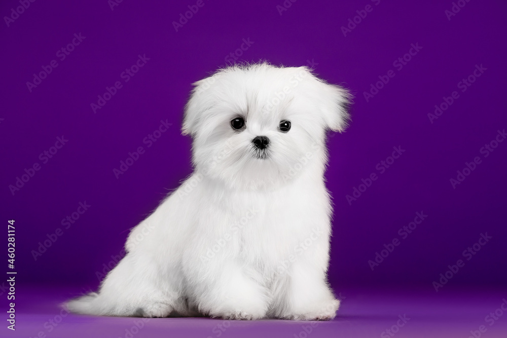 Beautiful small dog Maltese breed on the background
