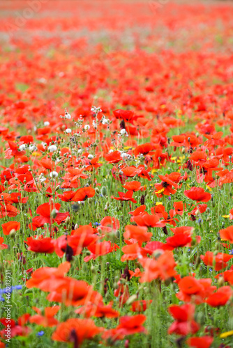 Poppy field with beautiful red poppies and flowers in a summer meadow