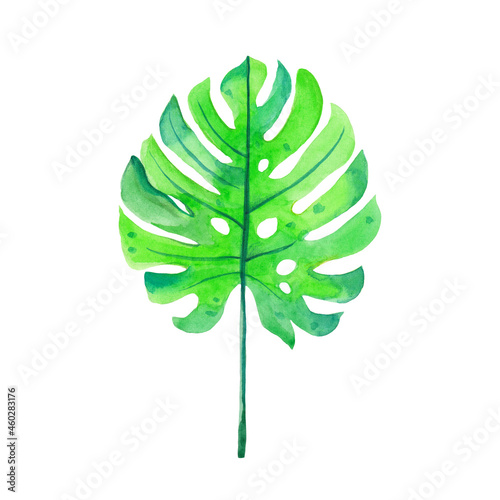 Watercolor hand drawn color illustration of green monstera leaf isolated on white background. Watercolor hand painted illustration tropical exotic leaf. Ideal for print, poster, card, t-shirt design.