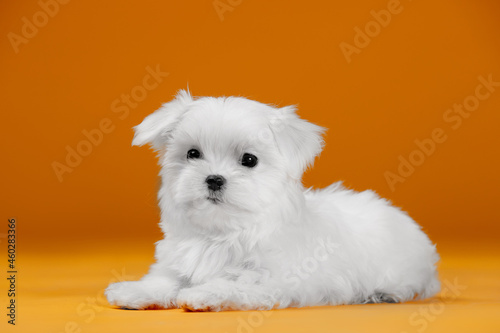 Small white dog of breed maltese in a photo studio
