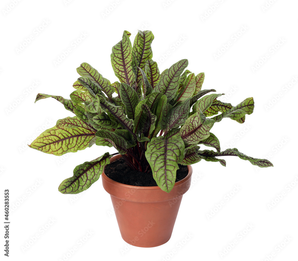 Sorrel plant in pot isolated on white Sorrel plant in pot isolated on white
