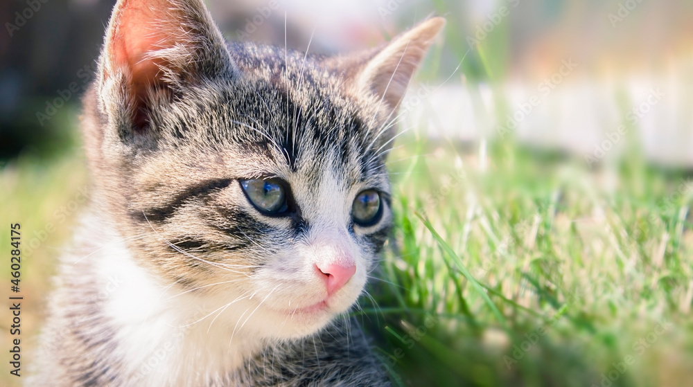 Fototapeta premium A gray-white kitten with stripes lies in the grass on a sunny day