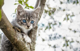 Portrait of a gray-white kitten with blue eyes on a tree and copy space