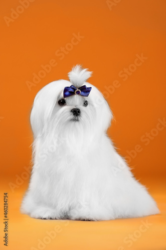 Small white dog of breed maltese in a photo studio