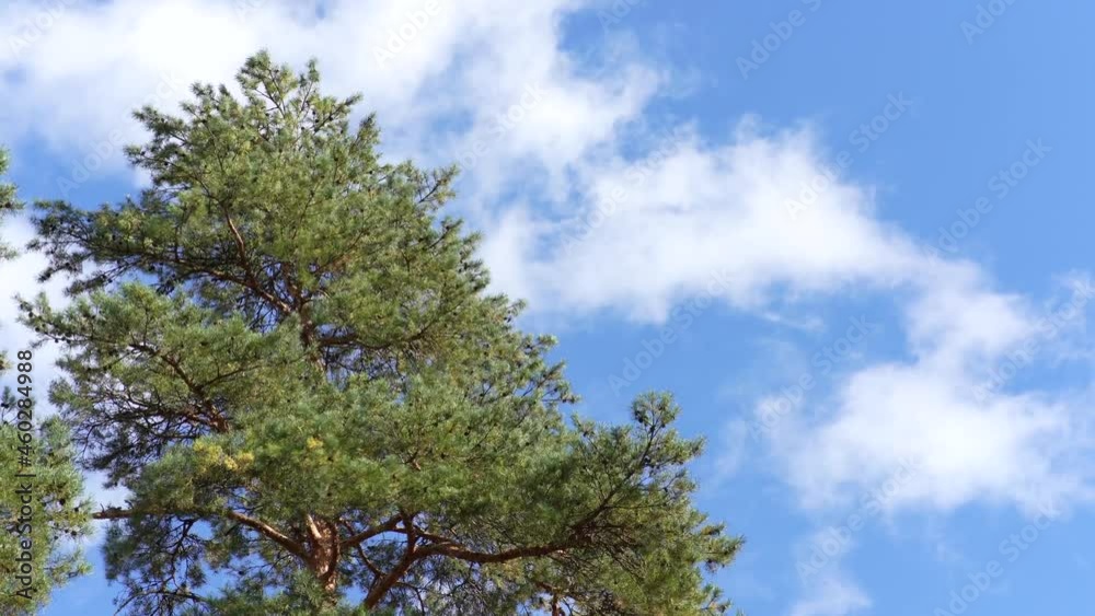 Tops of the trees are swaying from the strong wind against the background of clouds Tops of the trees are swaying from the strong wind against the background of clouds