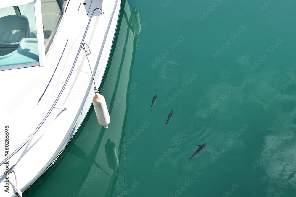Boat on the sea. White motor boat with reflection in transparent sea water and blurred image of fish