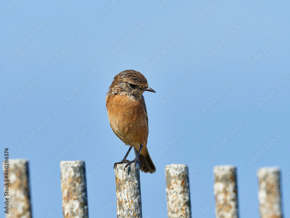 Common stonechat, Saxicola rubicula, at Cabo de Peñas, Asturias, Spain Common stonechat, Saxicola rubicula, at Cabo de Peñas, Asturias, Spain