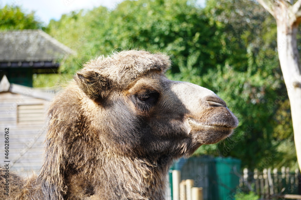 Fototapeta premium Bactrian camel
