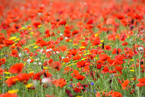 Poppy field with beautiful red poppies and flowers in a summer meadow
