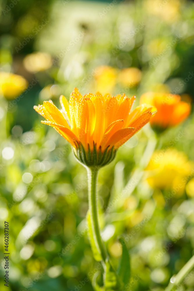 Bright morning sun rest on an orange calendula flower. Morning dew. Portrait orientation. Bright morning sun rest on an orange calendula flower. Morning dew. Portrait orientation.