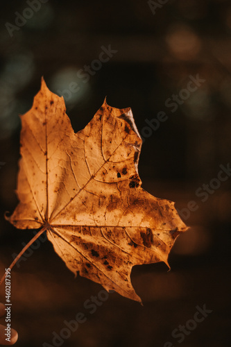 Klonowy liść jesienią