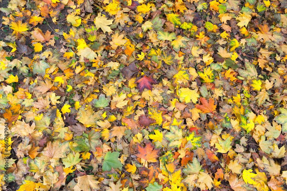 Autumn carpet made of maple tree leaves Autumn carpet made of maple tree leaves