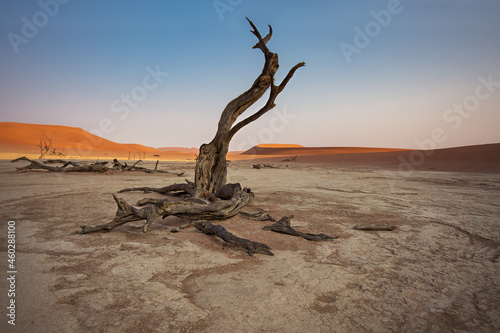 Fossilized camel acacias (Acacia erioloba) in the Valley of the Deadlays at sunrise. Namibia