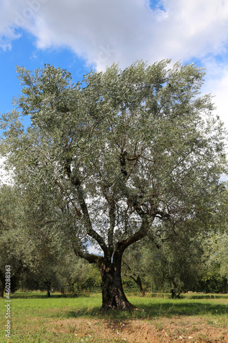olive tree with olives in the Mediterranean area for the production of olive oil