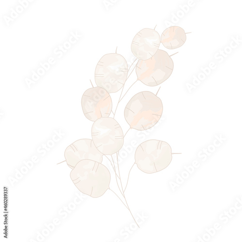 Lunaria vector stock illustration. A fragile beige flower. Branch element for the invitation. Decorative minimalist element. Boho. Dry botany. Isolated on a white background. photo