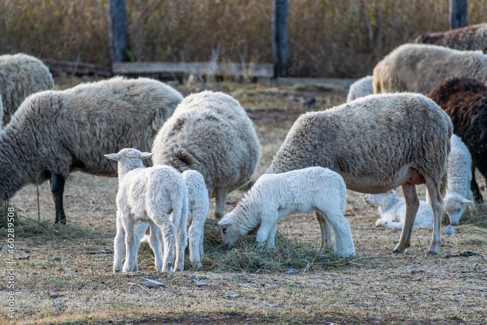 A small herd of young lambs and large sheep graze in an enclosed pasture. Agricultural farm. A small herd of young lambs and large sheep graze in an enclosed pasture. Agricultural farm.