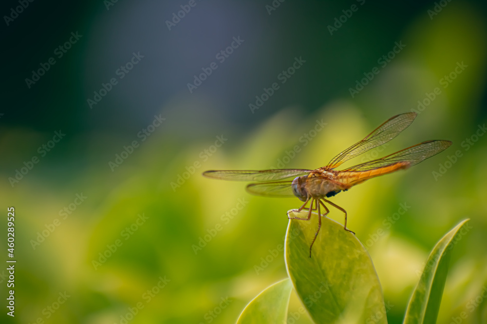 Sympetrum is a genus of small to medium-sized skimmer dragonflies, known as darters in the UK and as meadowhawks in North America. Sympetrum is a genus of small to medium-sized skimmer dragonflies, known as darters in the UK and as meadowhawks in North America.
