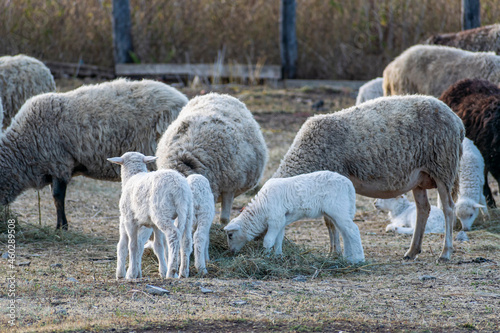 A small herd of young lambs and large sheep graze in an enclosed pasture. Agricultural farm.
