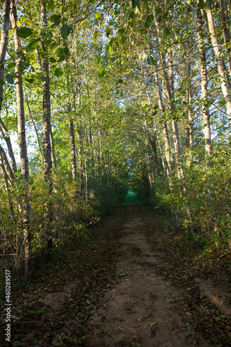 A wide path in a summer autumn deciduous forest or park.