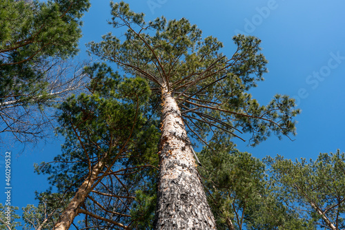 Pine tree branches against a clear blue sky. © Vectorina