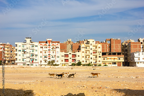 dogs run against the backdrop of residential houses of local residents in Hurghada. El Dahar.