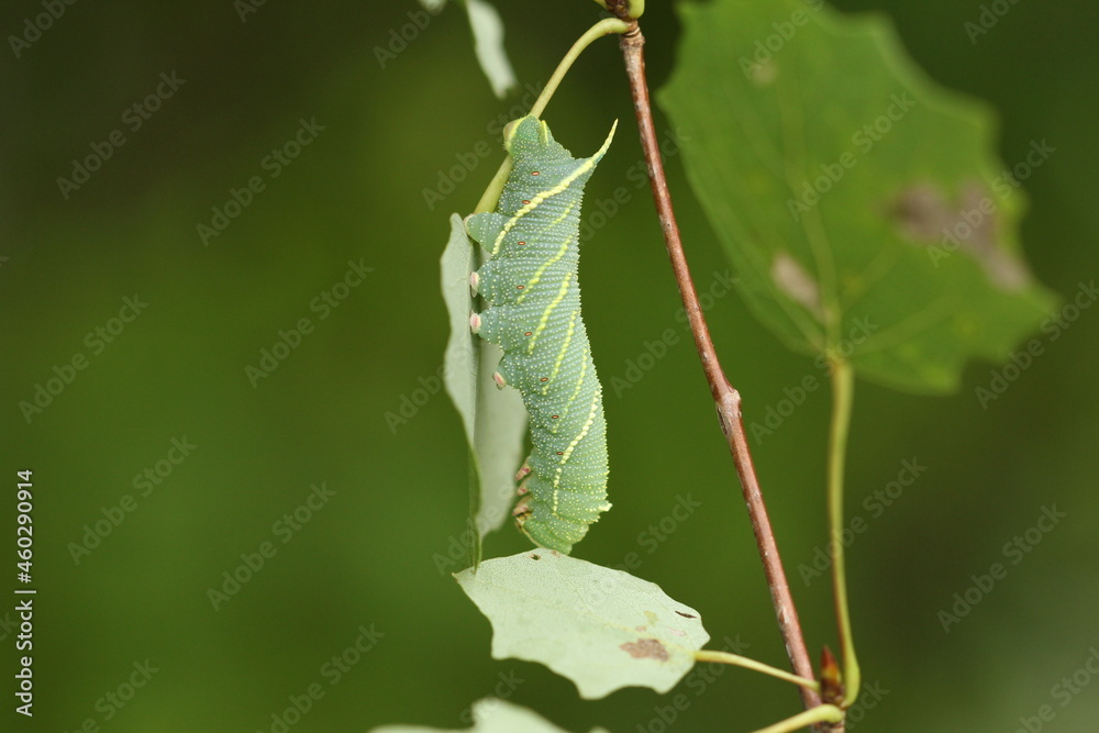 Naklejka premium Laothoe amurensis