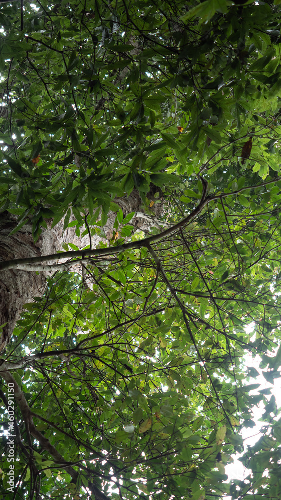 Fototapeta premium Agarwood tree in the nature