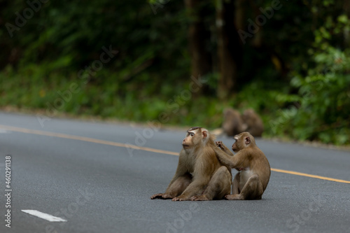 Monkey on the road at Khao Yai International Park Thailand © khamkula